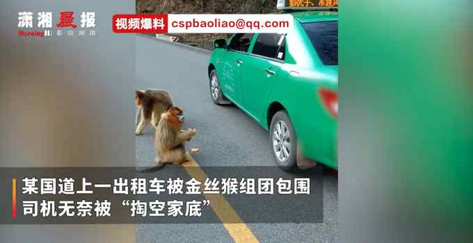 陕西一出租车路过山林被金丝猴组团包围 司机“掏空家底”求放行