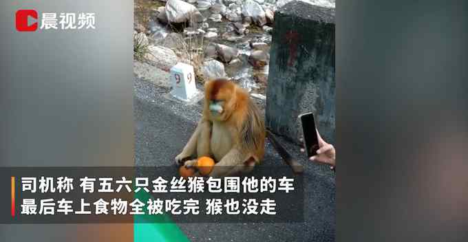 出租车路过山林被金丝猴组团包围 司机“掏空家底”求放行 结果亮了