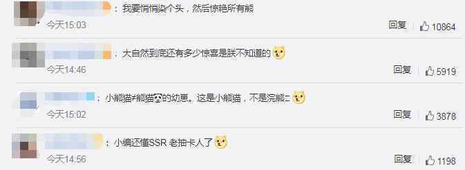 四川发现褪色小熊猫 到底是什么状况？