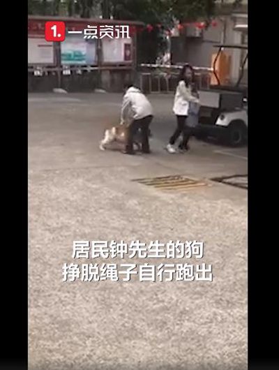 女子保护4岁女孩被斗牛犬咬伤 事情经过真相揭秘！