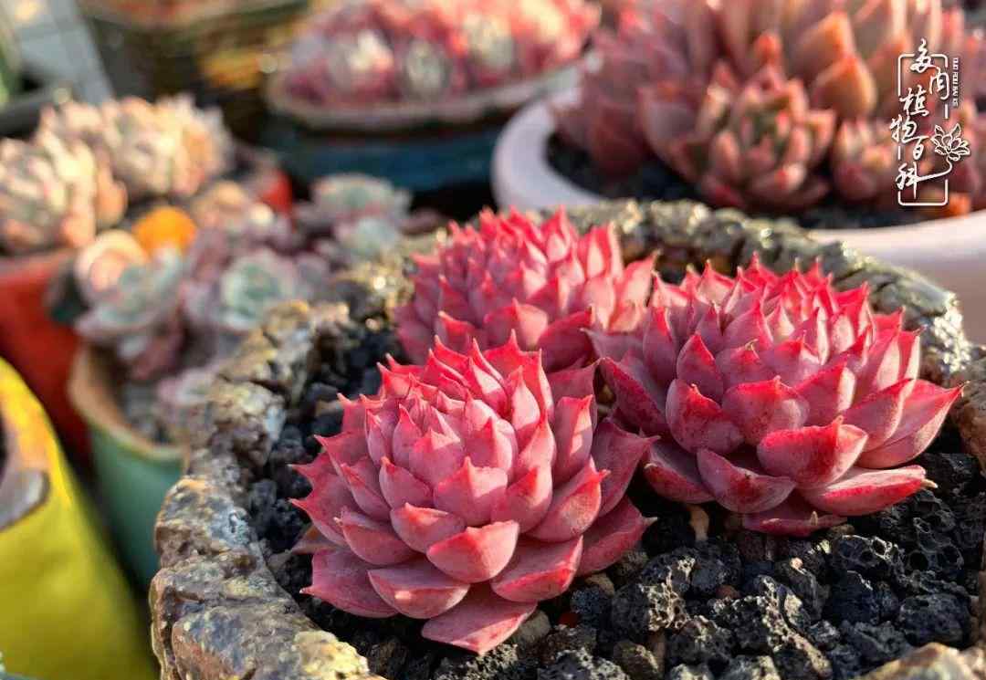 十大难养多肉 多肉成长记：时光不语，静待花开！其实养多肉也不是很难！