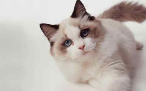 人民币上的猫 颜值爆表，行走的人民币，布偶猫你了解多少？