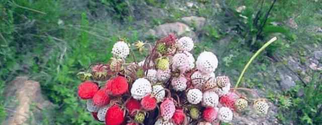 十大剧毒野果 这种“野果”是“草莓”亲兄弟，老人说有毒不能吃，如今成稀罕物