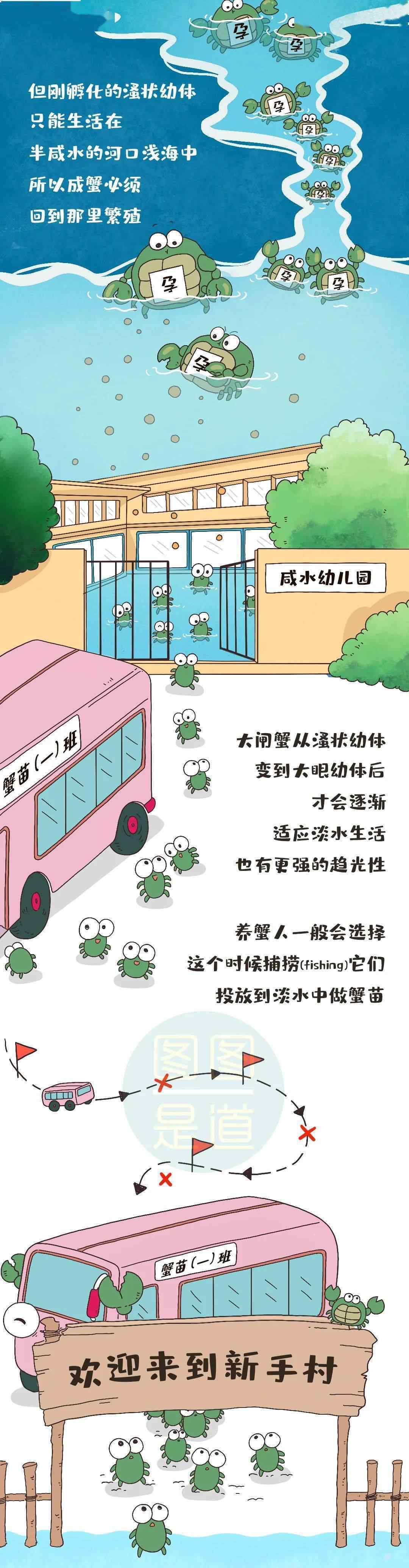 蟹黄是什么 蟹黄到底是蟹的什么器官？