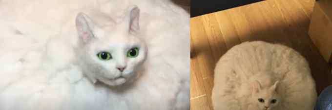 “扫地机器猫”快速移动找主人撒娇 网友吓翻：以为猫在棉花里