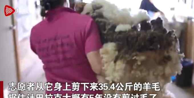澳大利亚一只野外生活的绵羊被剪下70斤羊毛 “脱外套”见超帅模样！