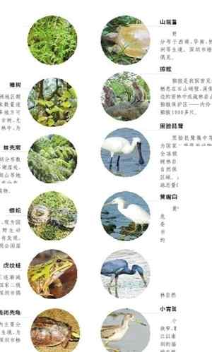 珍稀动植物 湿地都有哪些珍稀动植物