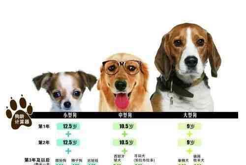 狗狗一年相当于几岁 狗狗年龄换算：你的狗相当于人类的几岁？