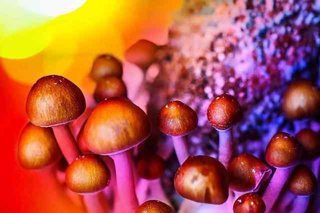 忧郁蘑菇 让人产生幻觉的“迷幻蘑菇”，竟能治疗抑郁症？临床试验效果显著