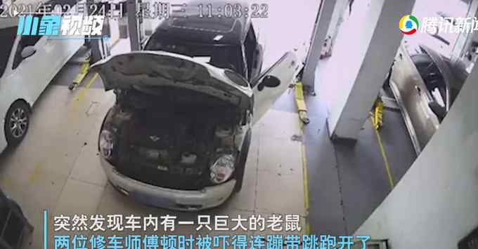 宝马车引擎盖下惊现3斤大老鼠 两修车师傅当场吓破音！监控画面曝光