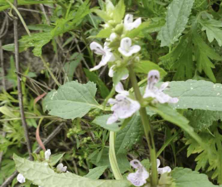 地蚕 田地里的“1种草”，根茎像“虫子”，殊不知是“地蚕”，珍贵