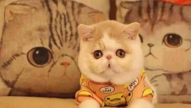 缅因猫缺点 猫界最掉毛厉害的5种猫，养在房间里猫毛满天飞，过敏者慎养！