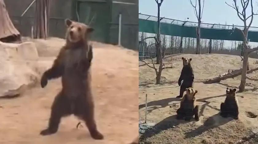 网传河南一动物园有人假扮黑熊揽客？工作人员哭笑不得：是真熊！