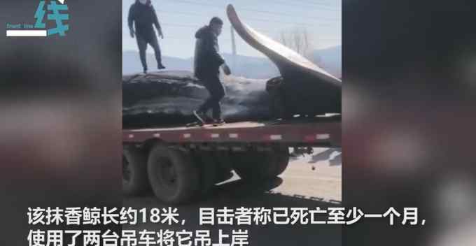 现场曝光！大连渤海海域首次发现巨头抹香鲸搁浅 网友：小心爆炸