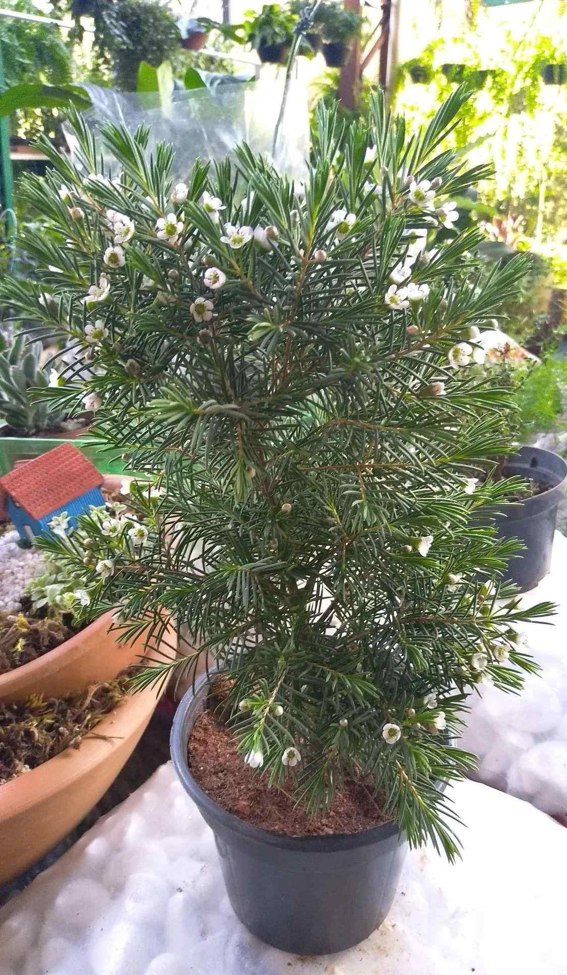 腊梅花盆景 澳洲腊梅养成盆栽，价格贵，度夏难，这样的灌木花你会买么？