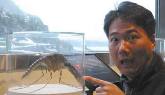 华丽巨蚊 世界上最大的蚊子身长11公分！这蚊子就是华丽巨