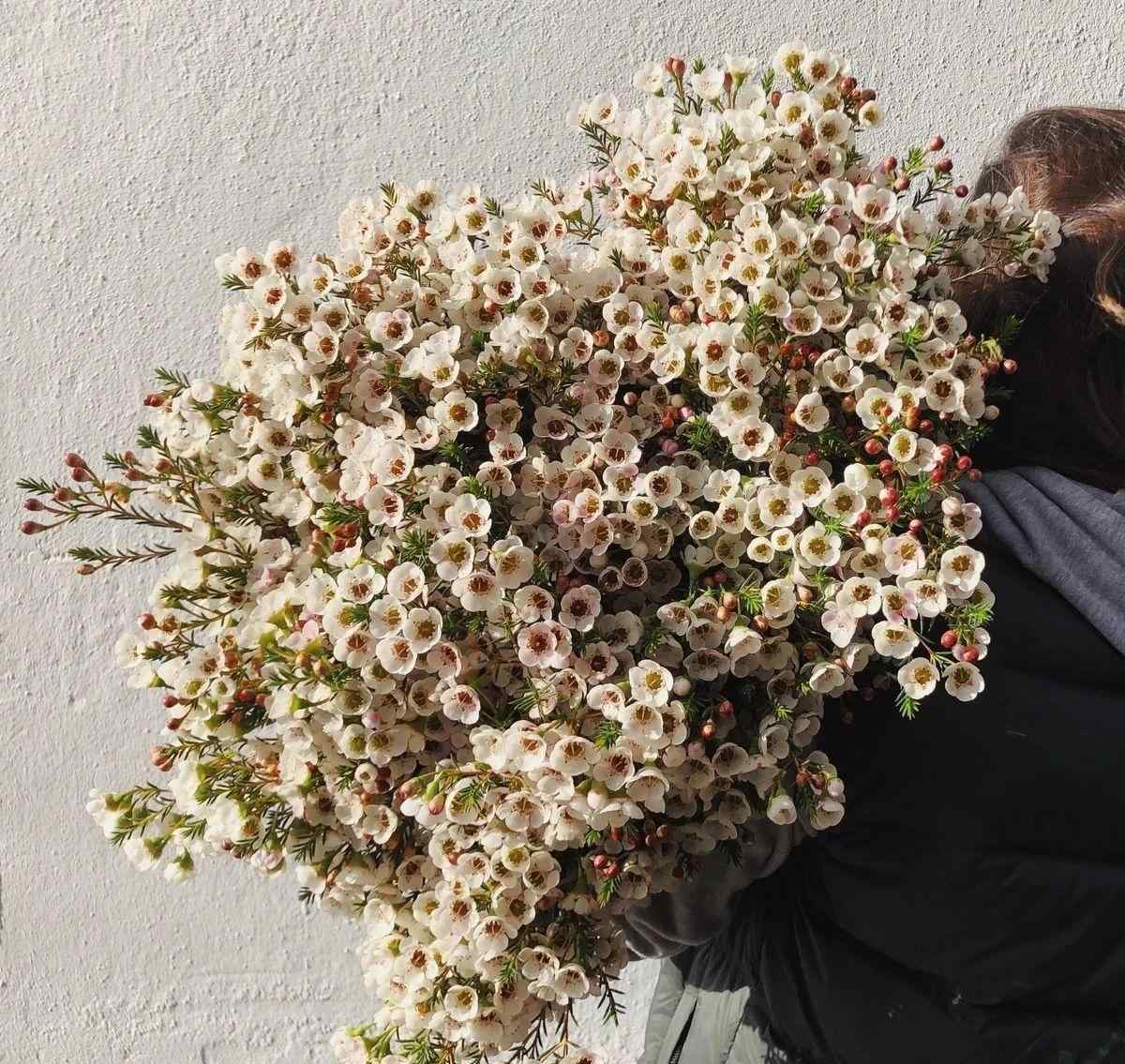 腊梅花盆景 澳洲腊梅养成盆栽，价格贵，度夏难，这样的灌木花你会买么？