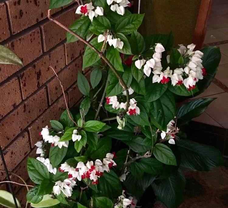 龙吐珠 半阴的阳台种爬藤的龙吐珠，开花性很不错，常年可看到花苞冒出来