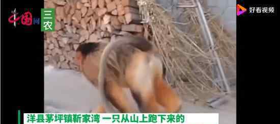 金丝猴进村蹭吃蹭喝 “我今天就不走了”