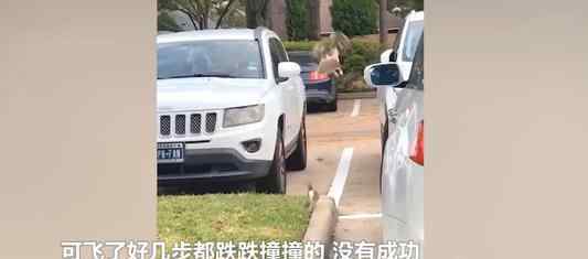 老鹰抓到肥兔子 到底发生了什么