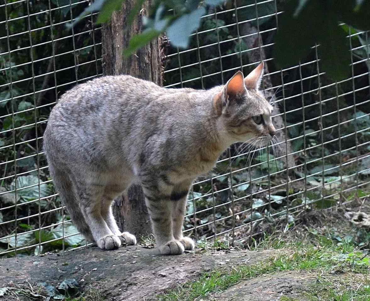 很凶的猫叫声 猫交配时，为什么叫声凄惨？公猫为什么要咬母猫的后颈？