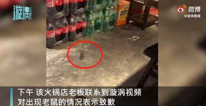 贵阳一火锅店就餐时间老鼠乱窜 老板主动联系媒体道歉 网友：太吓人！