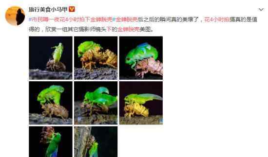 市民蹲一夜花4小时拍下金蝉脱壳 当叫一个服气