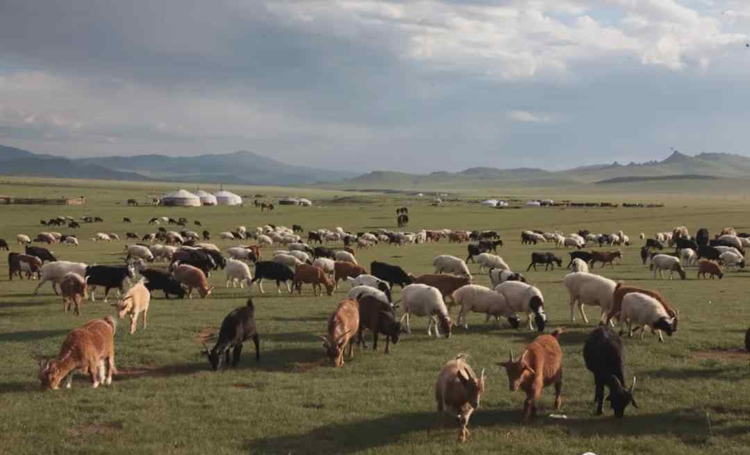 羊要来了蒙古国正式启动30000只羊捐赠程序