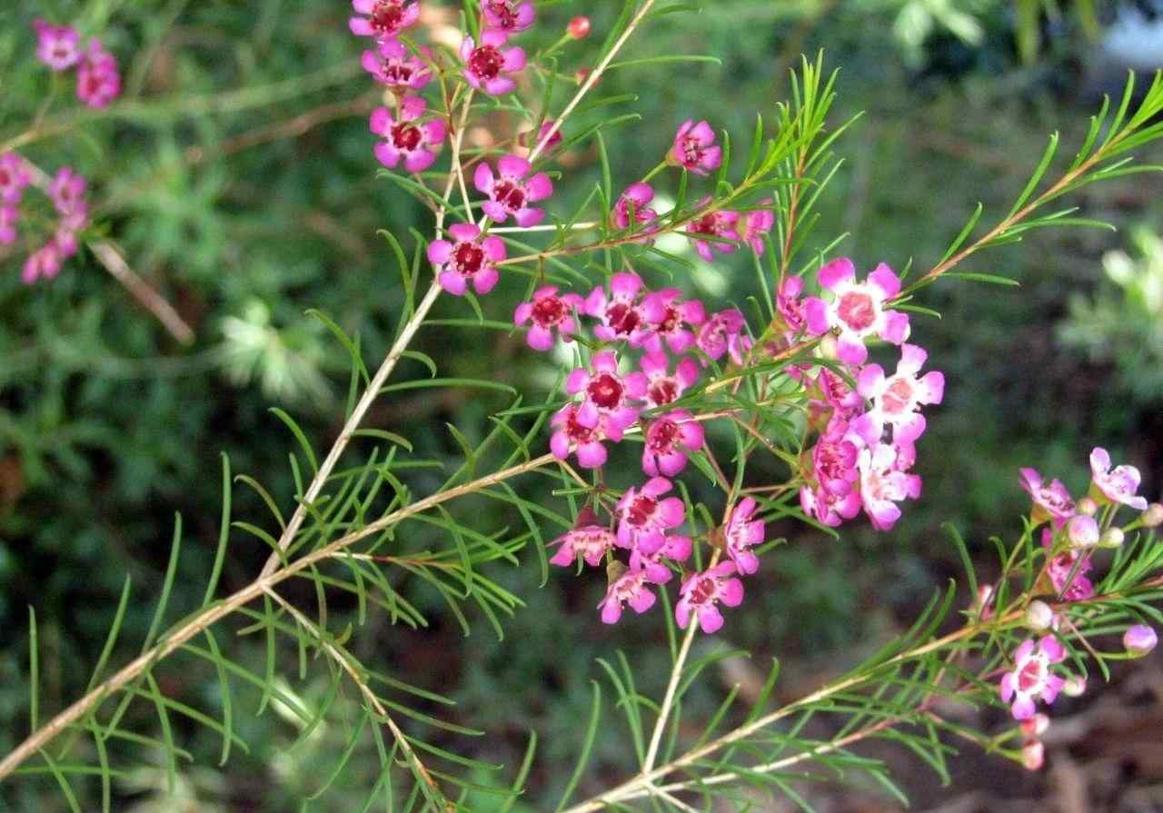 腊梅花盆景 澳洲腊梅养成盆栽，价格贵，度夏难，这样的灌木花你会买么？