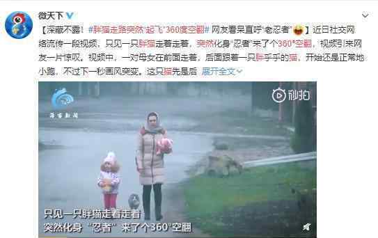 胖猫走路突然起飞360度空翻 矫健的胖子