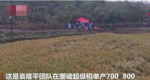 袁隆平团队双季稻亩产超过3000斤 到底发生了什么