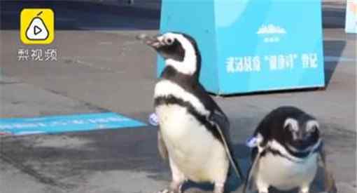 武汉欢乐谷有两只企鹅游客是怎么回事原因居然是因为这个