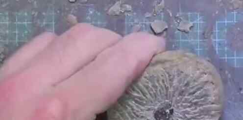 男子意外捡到3500万年前的石头 这块石头有什么神奇的地方