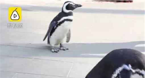 武汉欢乐谷有两只企鹅游客是怎么回事原因居然是因为这个