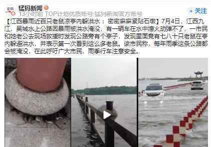 江西暴雨近百只老鼠凉亭内躲洪水 密密麻麻紧贴着石墩