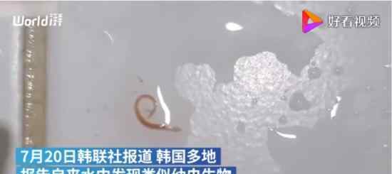 韩国多地自来水现幼虫样生物 是什么虫子具体什么情况