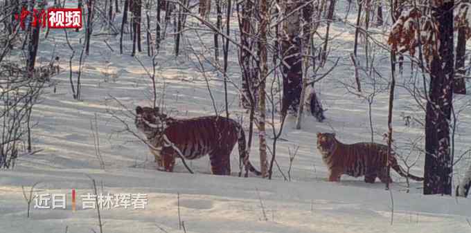 珍贵瞬间！吉林拍到东北虎妈妈带娃遛弯 网友：它也要带娃 平衡了！