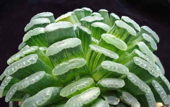 花之友 4种多肉看似不值钱，其实个个价值过万元，花友：真能把人养穷