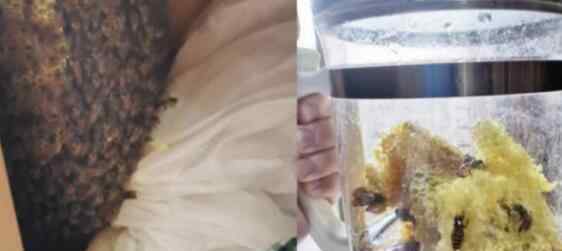 大学生返校发现衣柜藏蜂窝，赶走蜜蜂自己吃蜂蜜：真甜