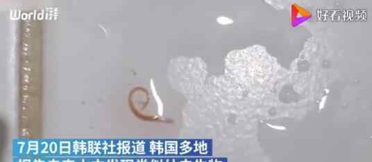 自来水现幼虫生物 到底是什么幼虫长什么样