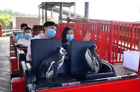 武汉欢乐谷有两只企鹅游客 现场画面曝光萌坏网友（图）