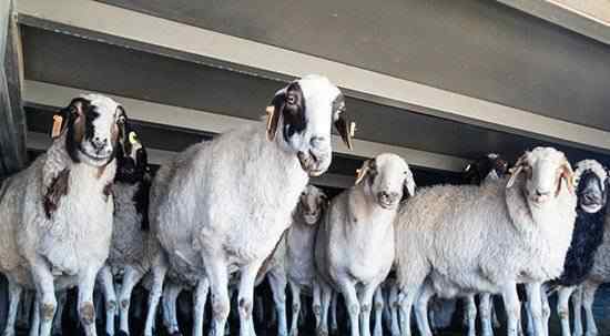 蒙古国3万只羊是如何体检的 具体要怎么操作