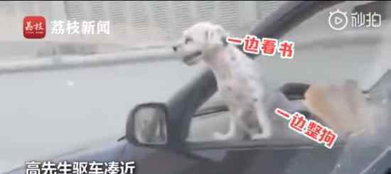 司机开车时边撸狗边看书 这是把公路当客厅了吧