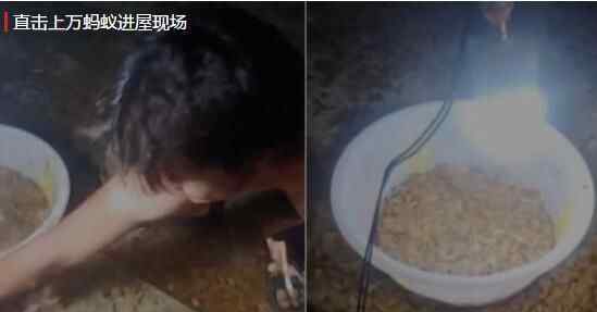 上万蚂蚁飞进屋村民脸上乐开花 拿盆装好直呼“真香”