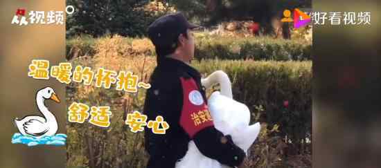 校园里天鹅排队等保安抱抱 到底发生了什么