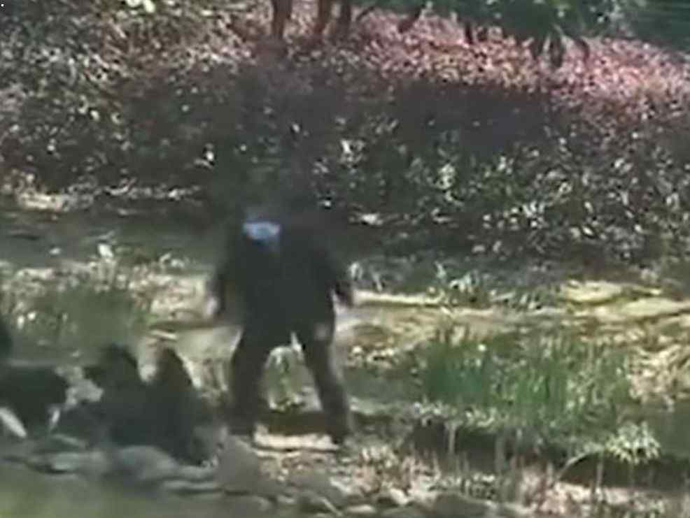 老人为了偷天鹅蛋毒打天鹅 并不是第一次偷天鹅蛋