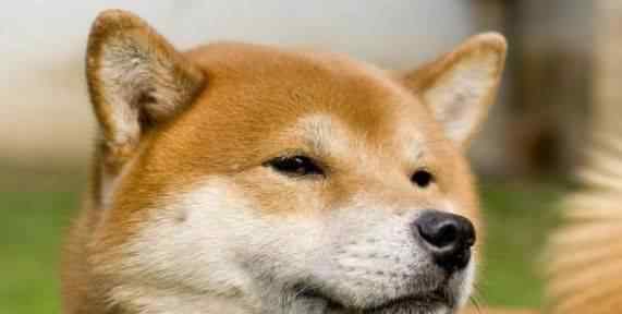 秋田犬和柴犬的区别 大家知道柴犬和秋田的区别吗？哪种狗狗更好养呢？一定不要错过！
