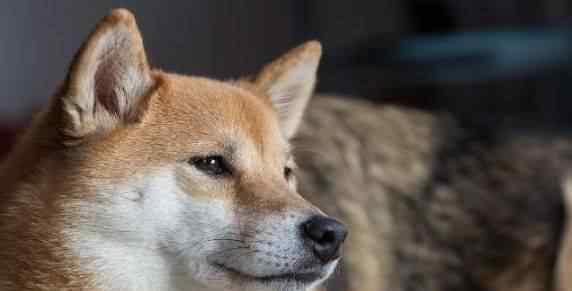 柴犬和秋田犬的区别 大家知道柴犬和秋田的区别吗？哪种狗狗更好养呢？一定不要错过！