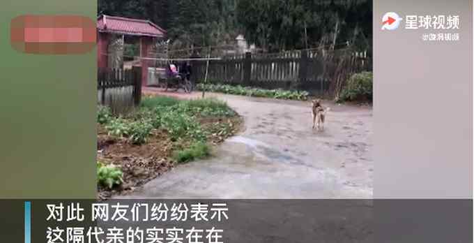 老人冒雨骑车5公里 只为给重外孙女买气球 网友：隔辈亲