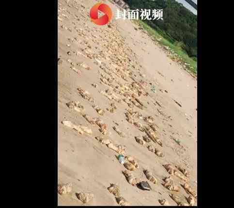东莞海滩出现大量猪蹄 具体怎么回事